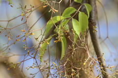 Commiphora caudata var. caudata
